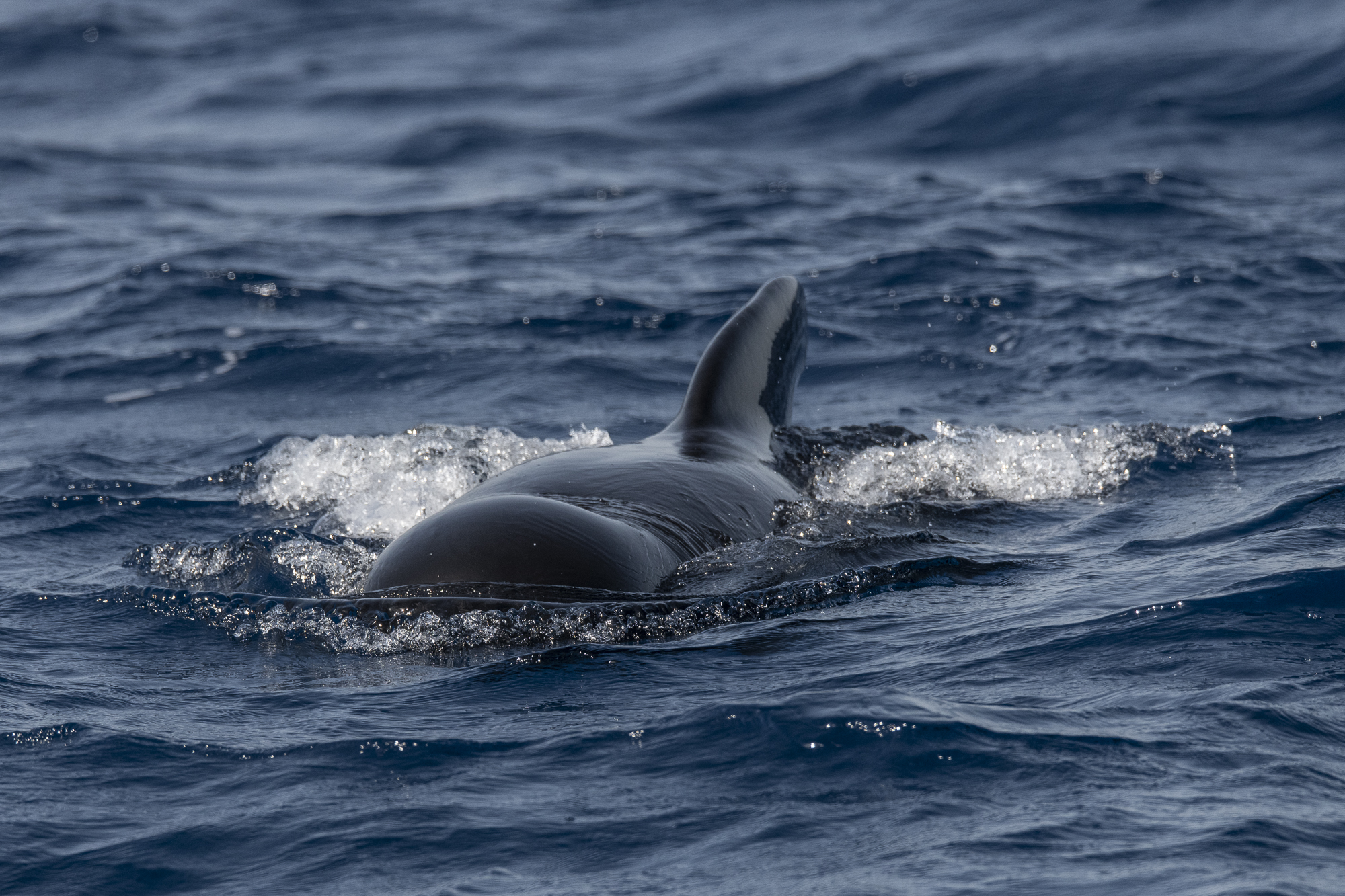 Common pilot whale