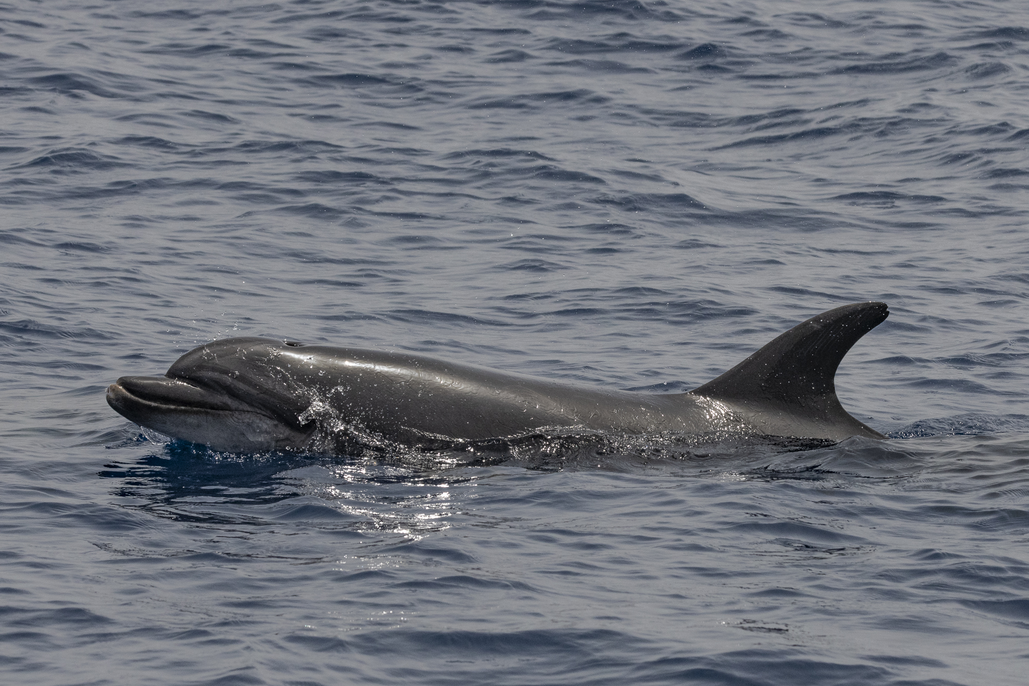 Bottlenose dolphin