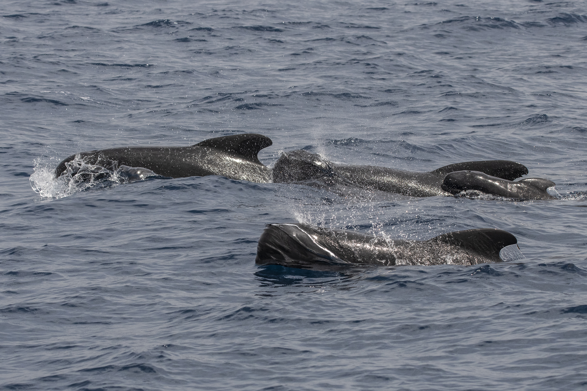 Four pilot whales (Globicephala melas). One of them is a recently born baby and still very wrinkly — Strait of Gibraltar