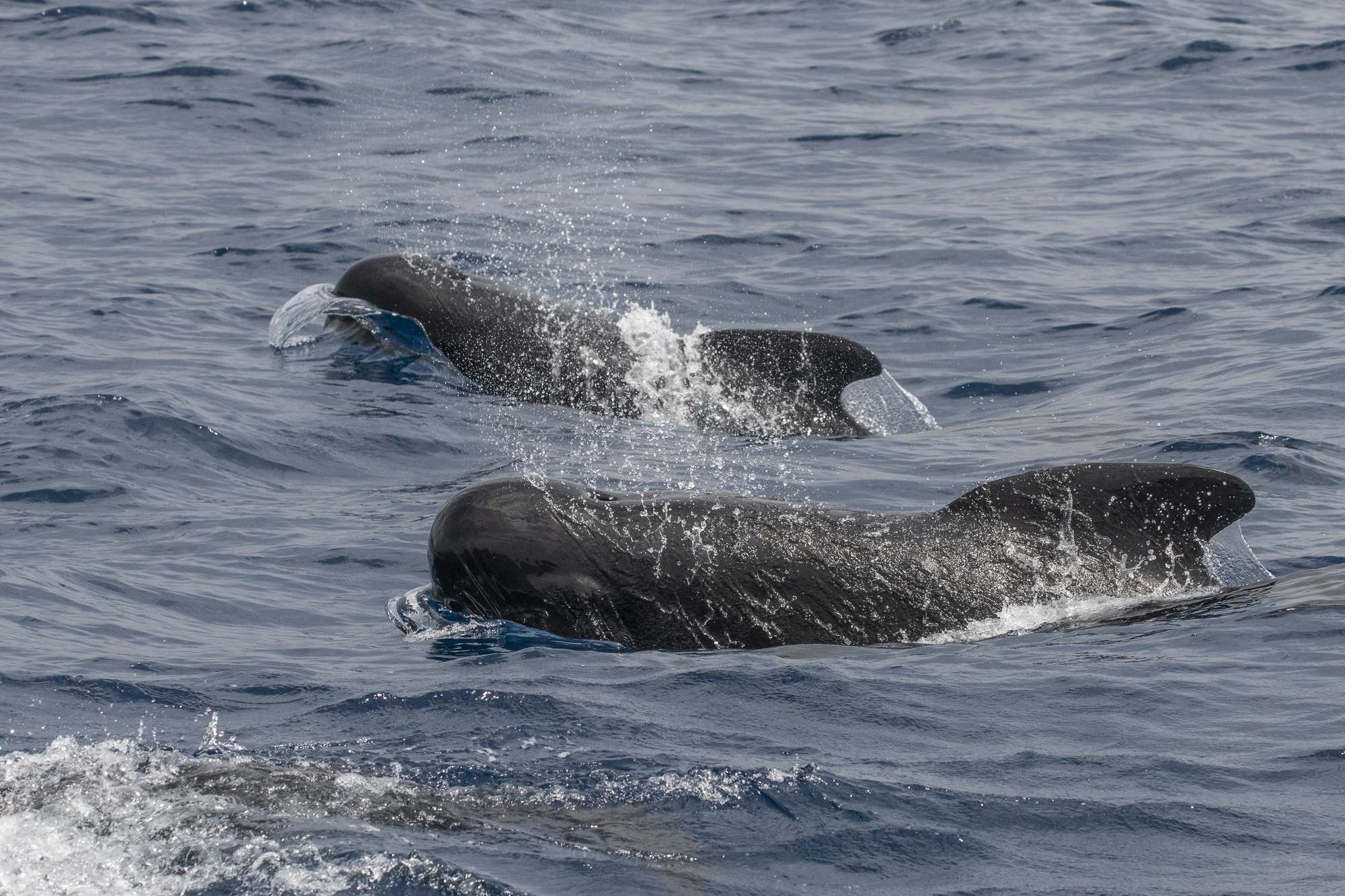 Common pilot whales