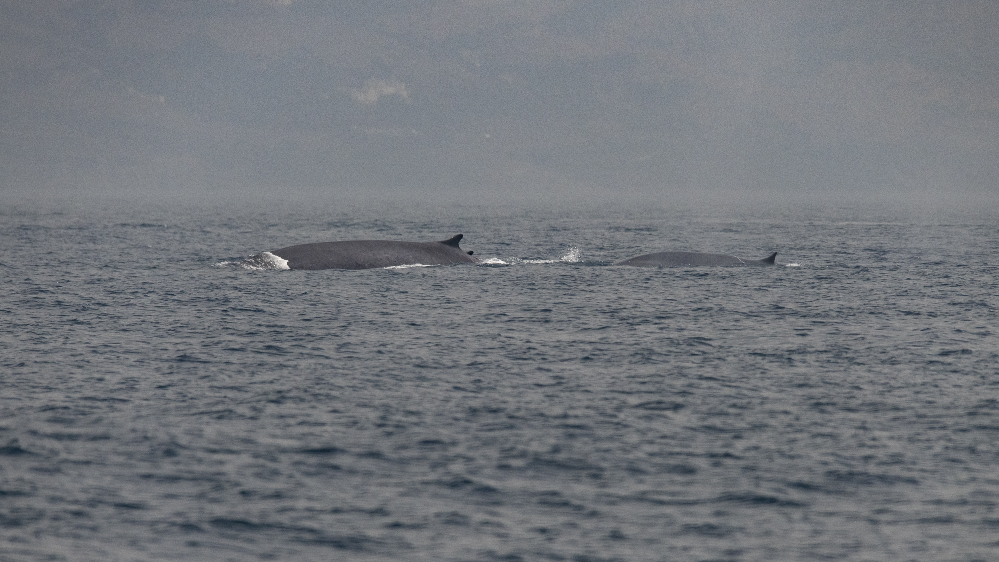 Fin whales