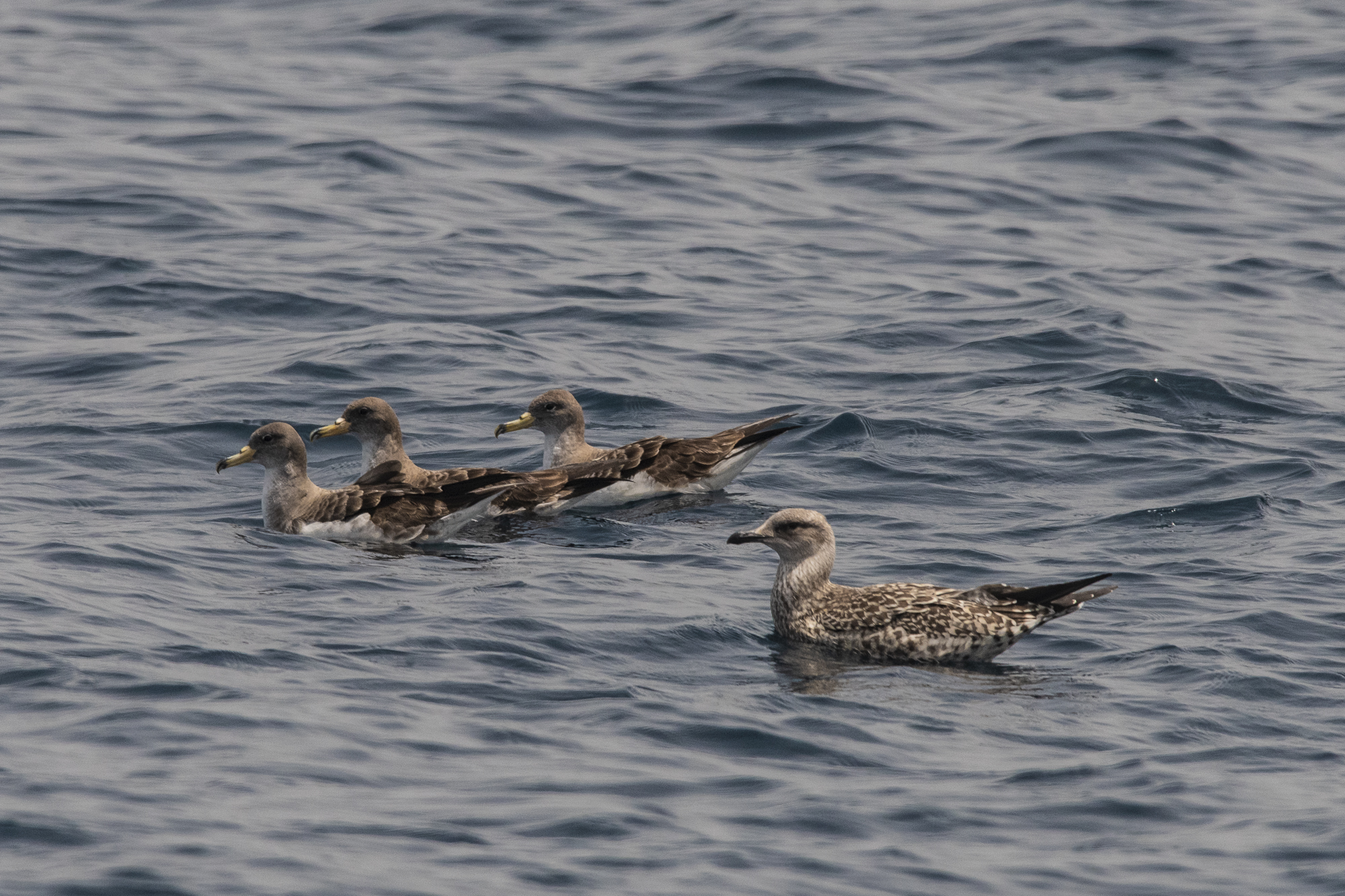 Sea gulls