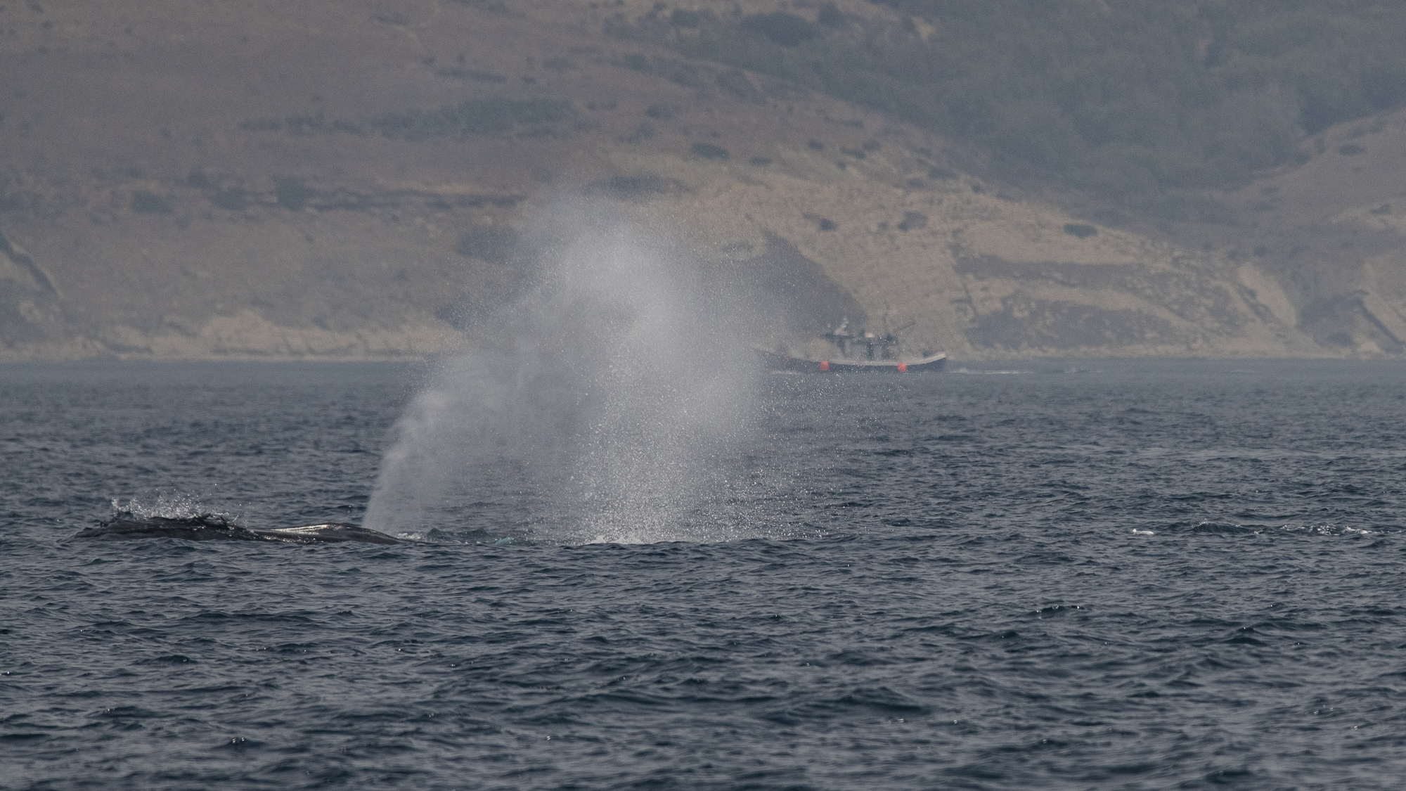 Fin whale