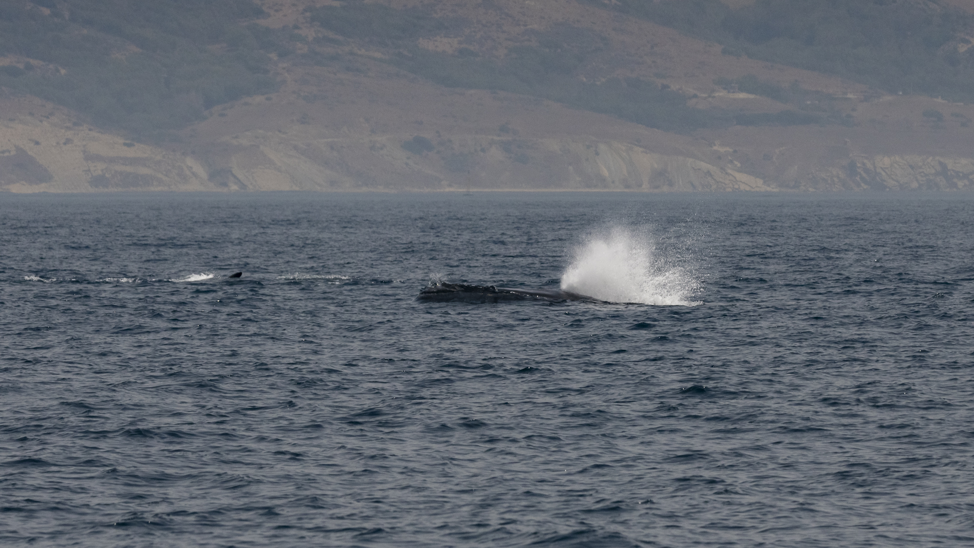 Fin whales