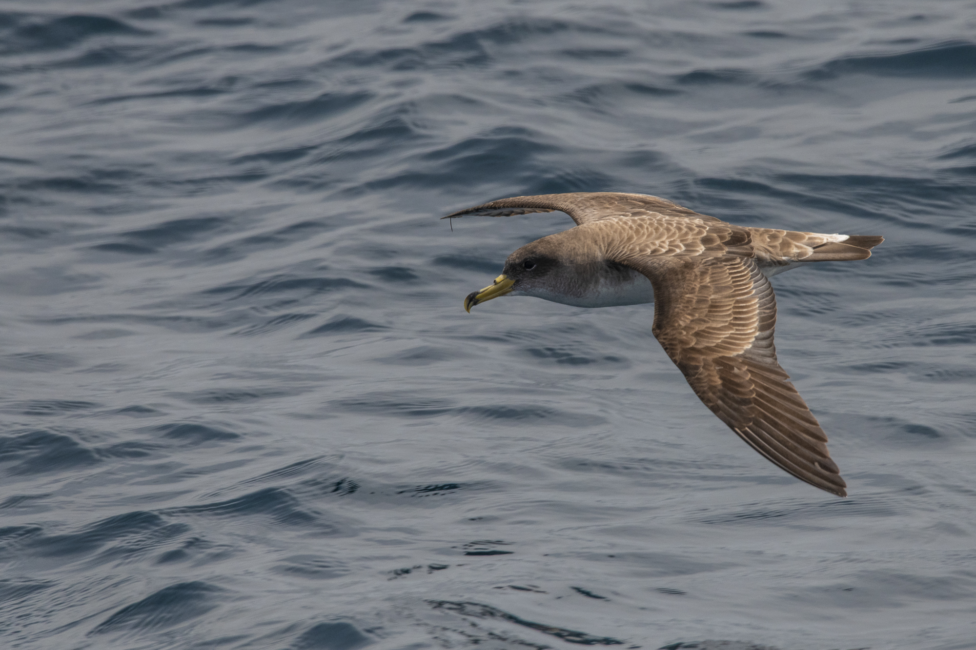 Sea gull