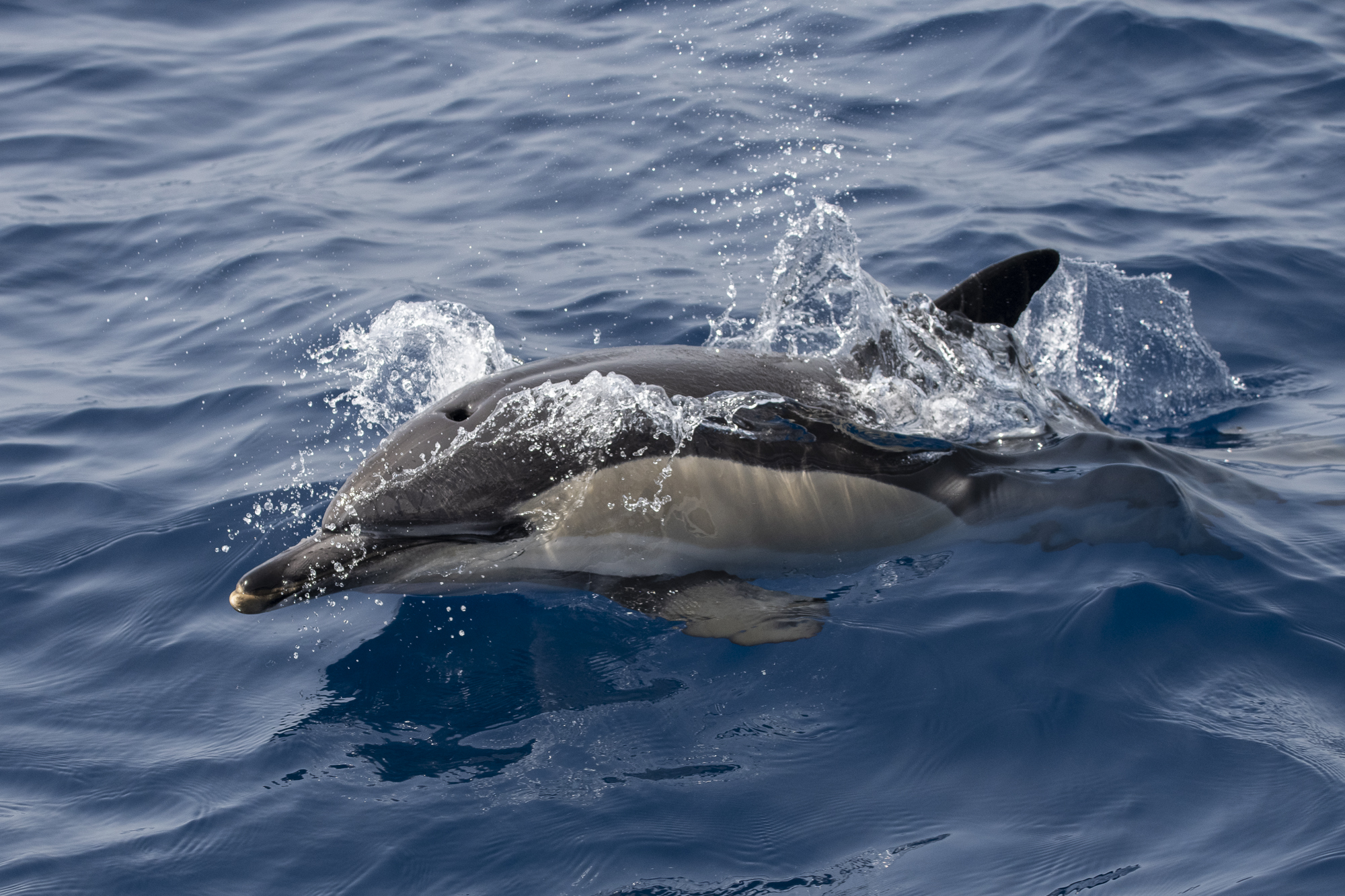 Common dolphin