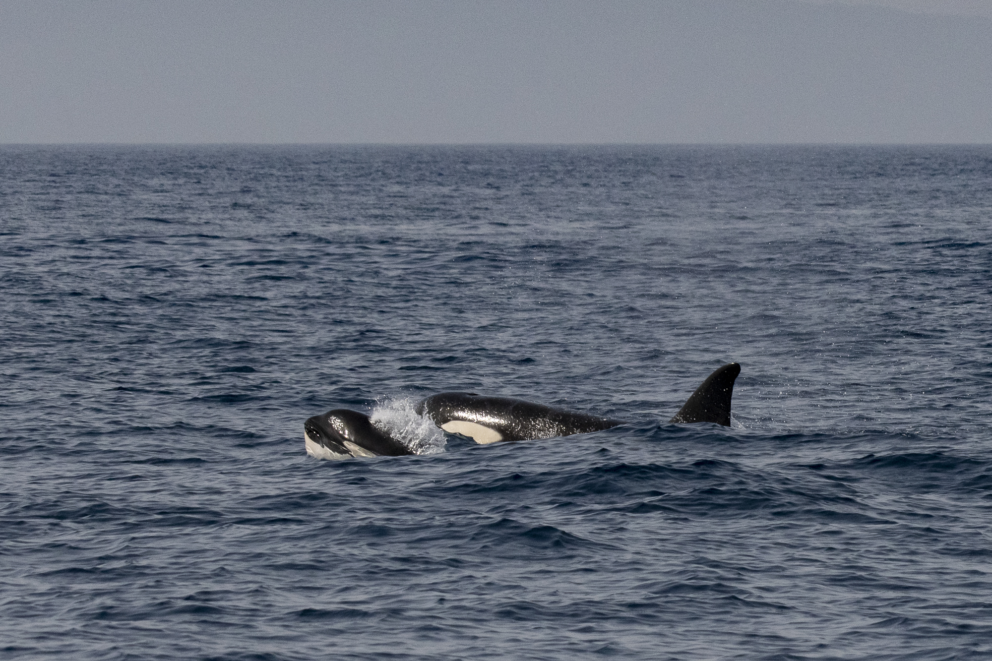 Orcas