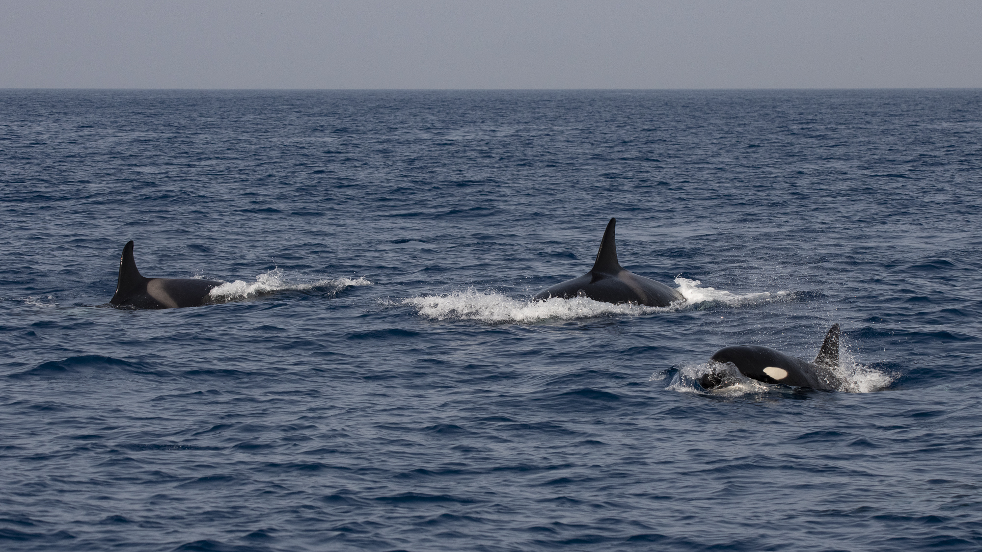 Orcas