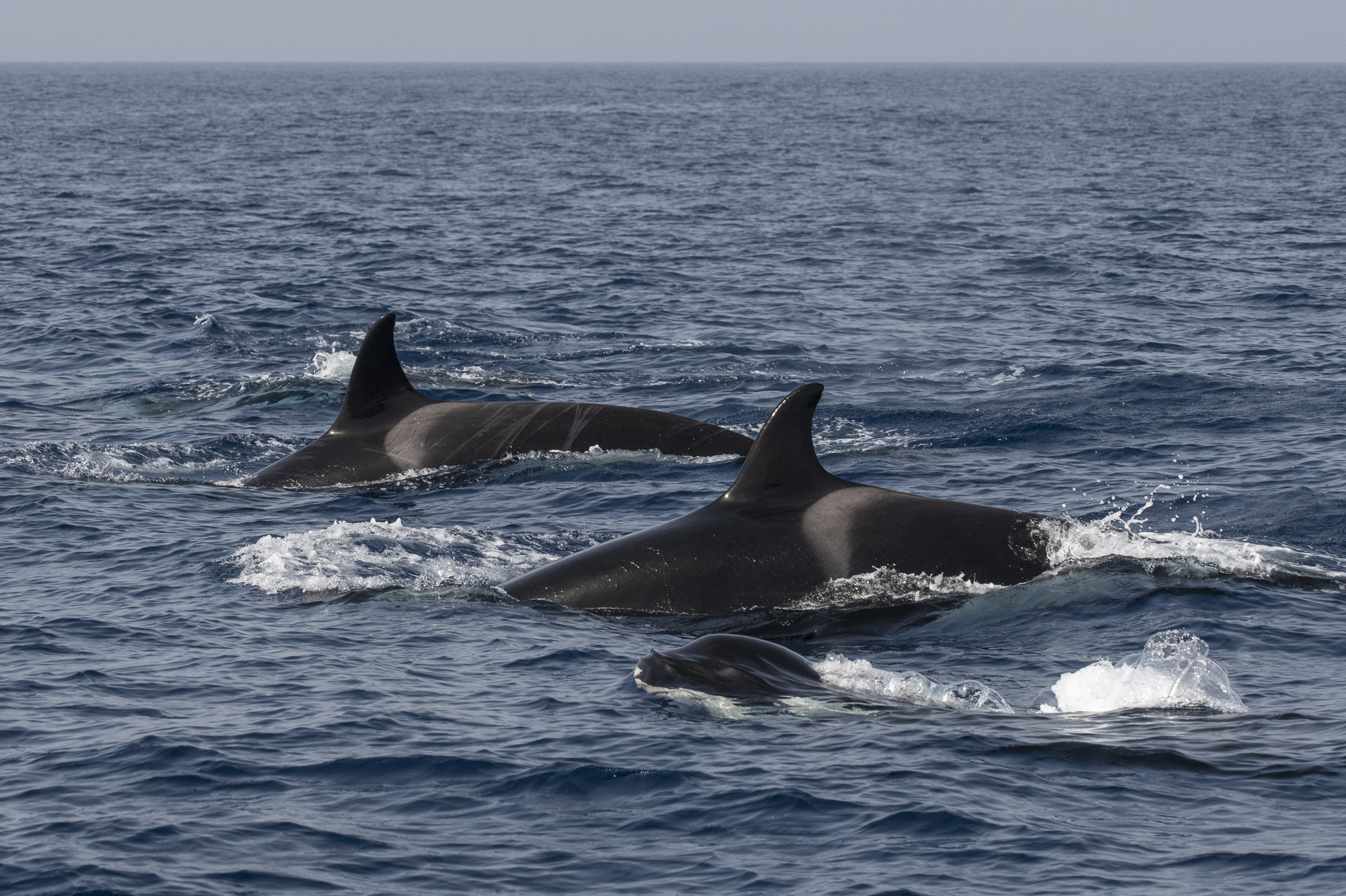 Orcas