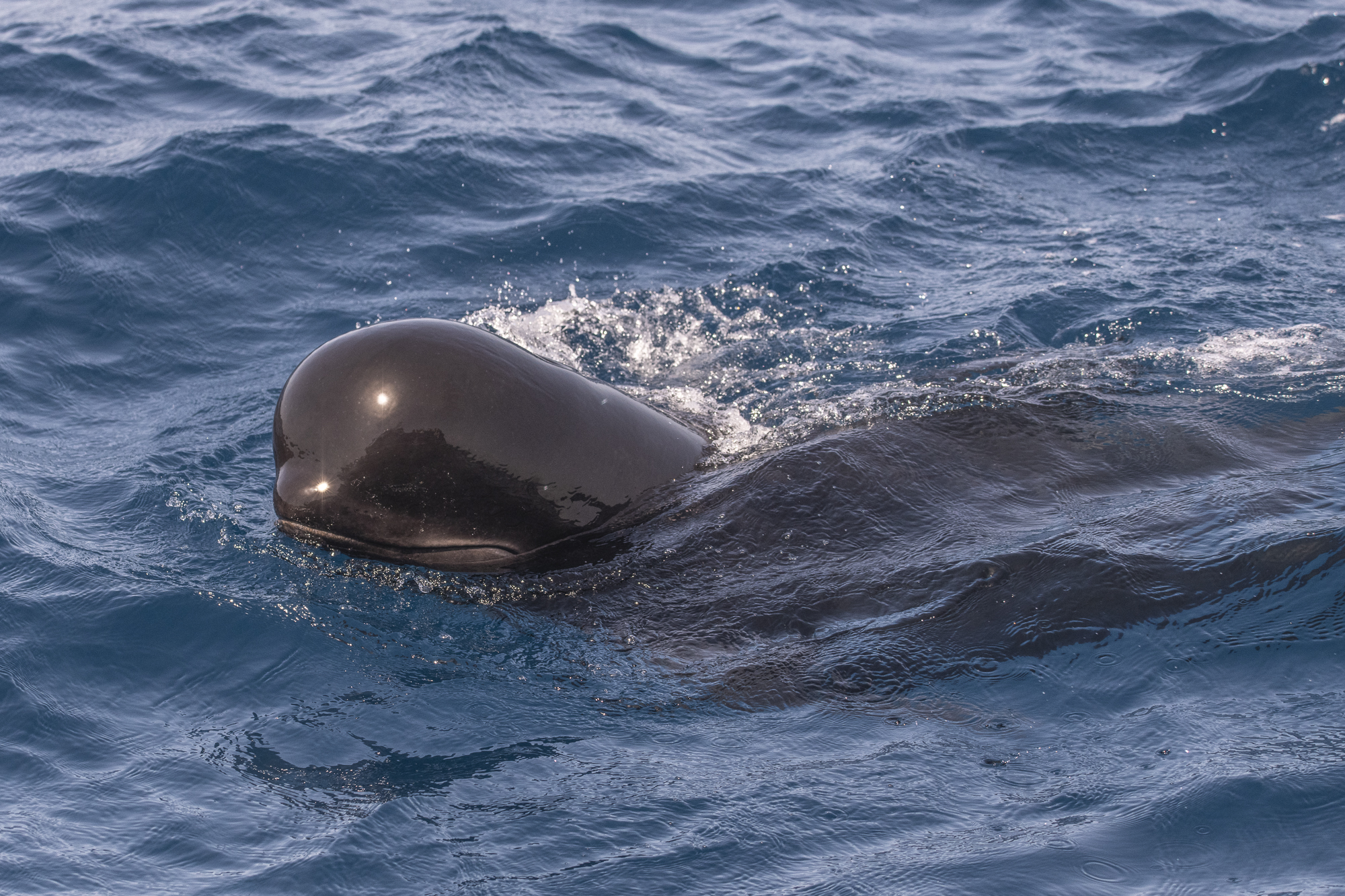 Common pilot whale