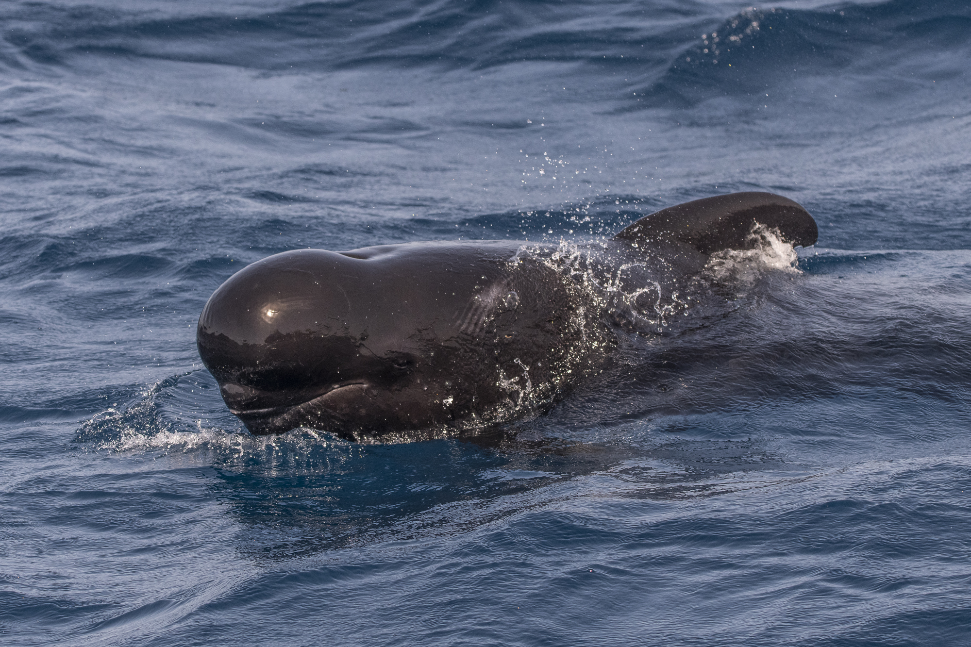 Pilot whale