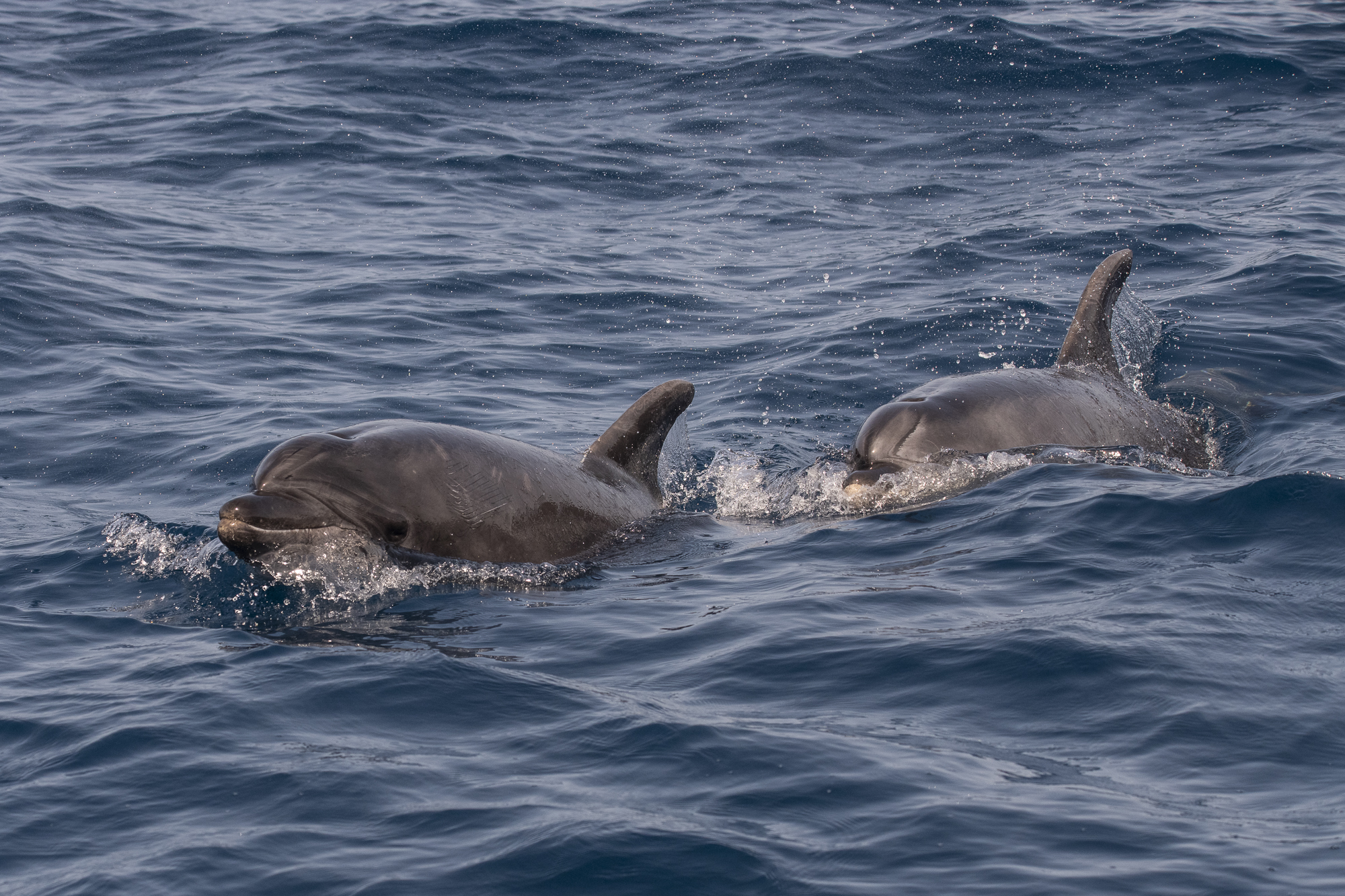 Bottlenose dolphin