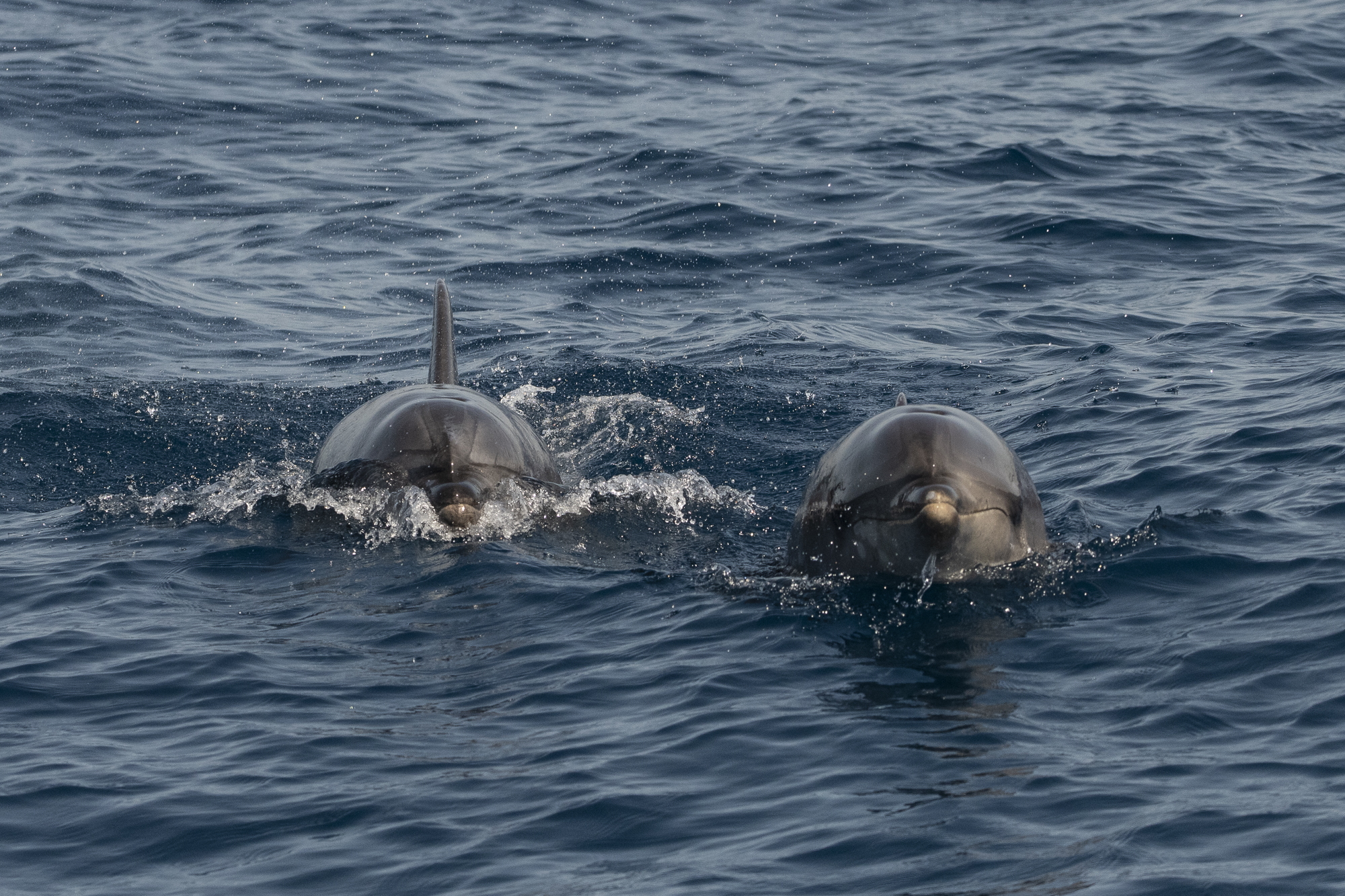 Bottlenose dolphins