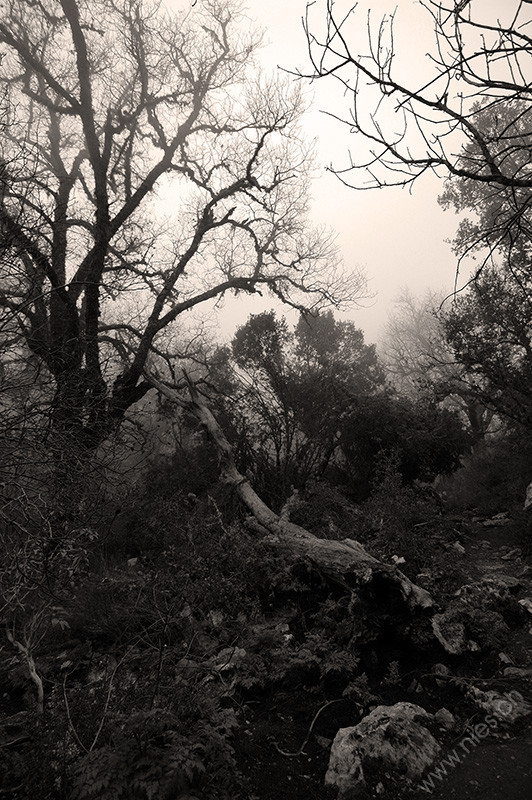 Termessos Forest