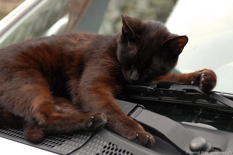Cat on windshield © Bernd Nies