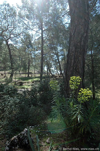 Koprulu Canyon