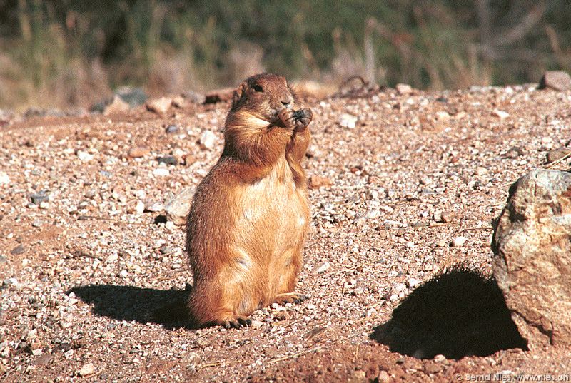 Prairie Dog