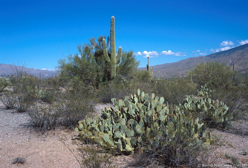 Saguaro National Park