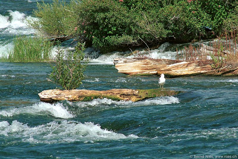 Möwe auf Baumstamm