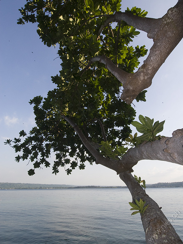 Baum mit Strand