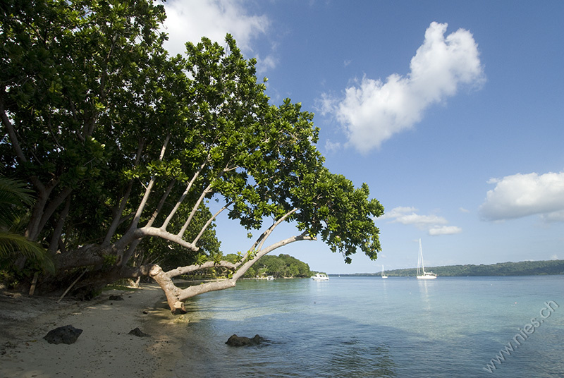 Strand mit Baum