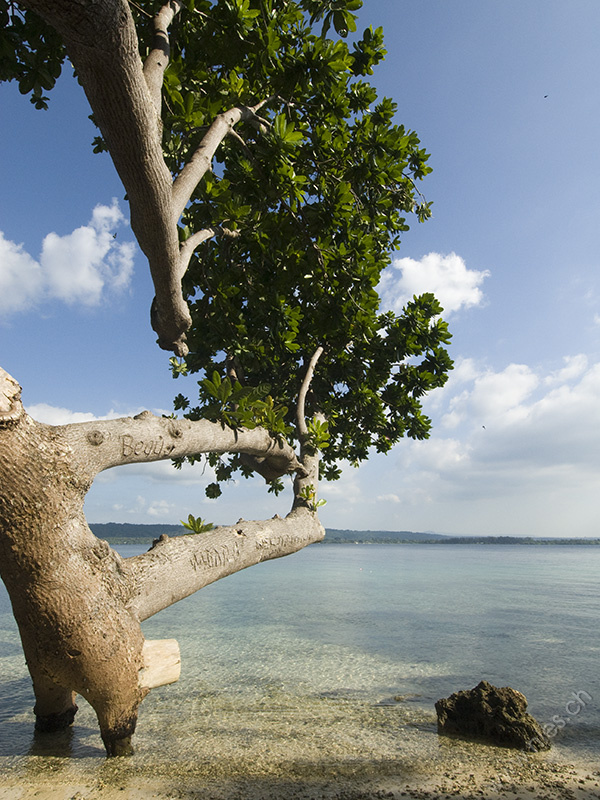 Baum am Strand