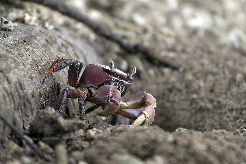 Crab