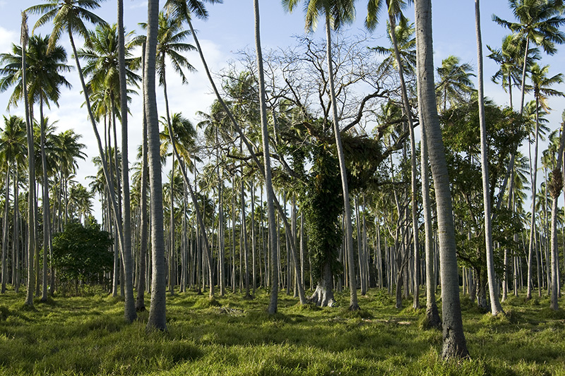 Palmenplantage