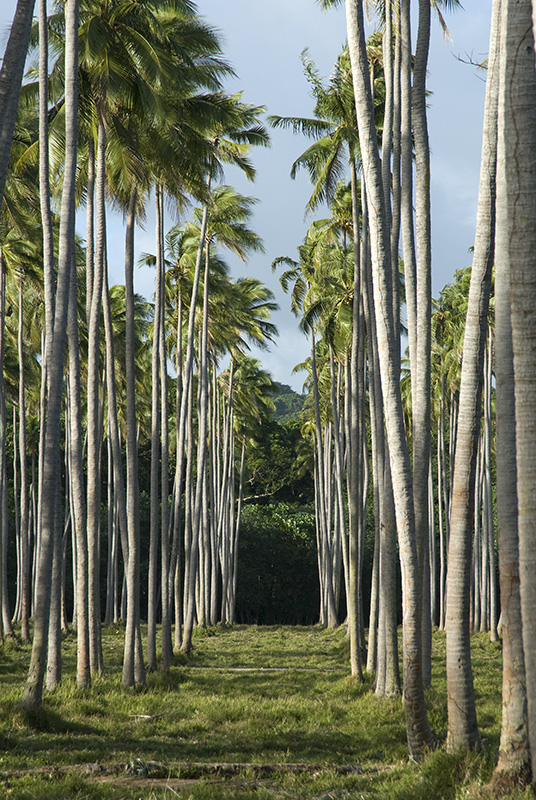 Palm Plantation