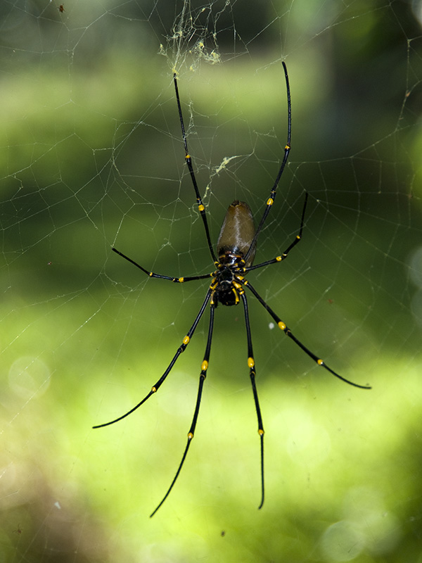 Grosse Spinne