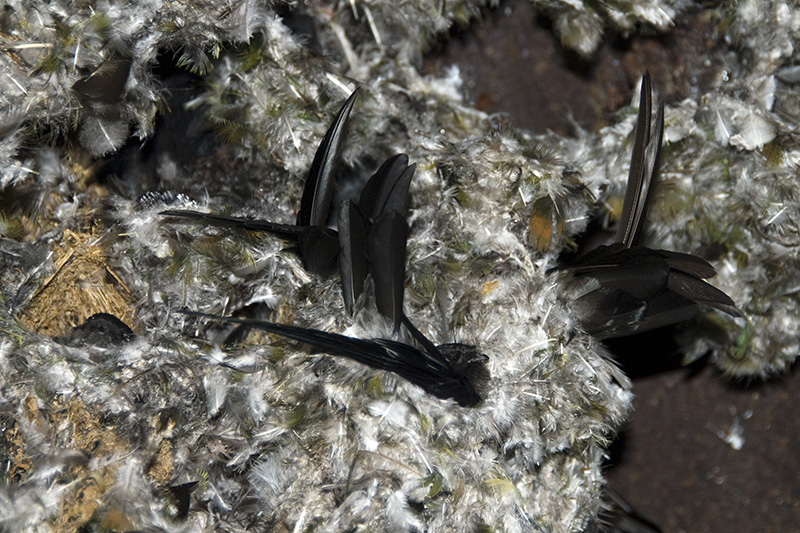 Swallow Nests