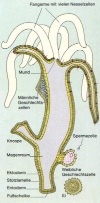 Hydra Schnitt