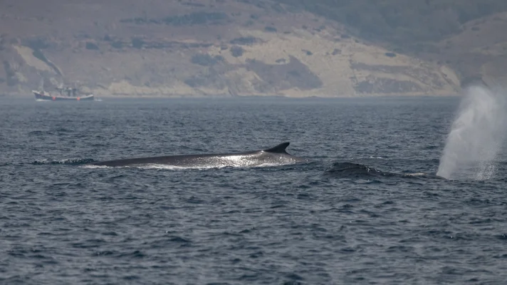 Fin whales