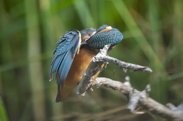 Kingfisher