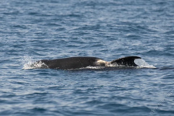 Injured Pilot Whale