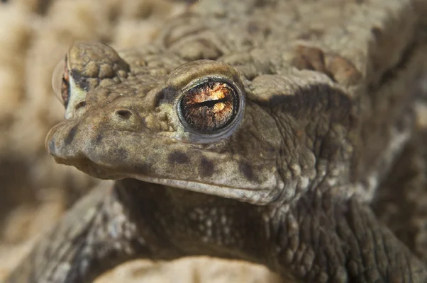 Toad portrait