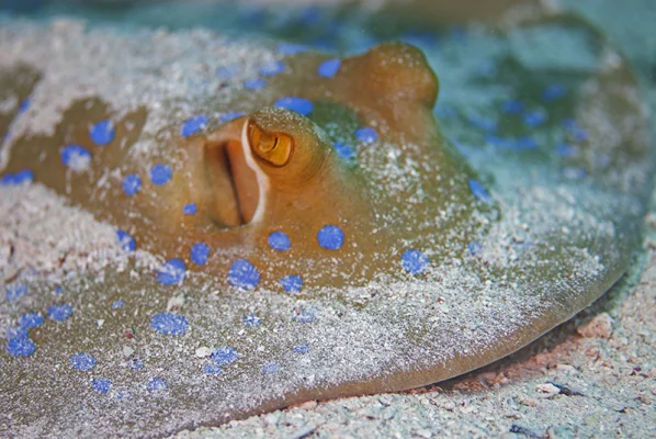 Bluespotted Stingray