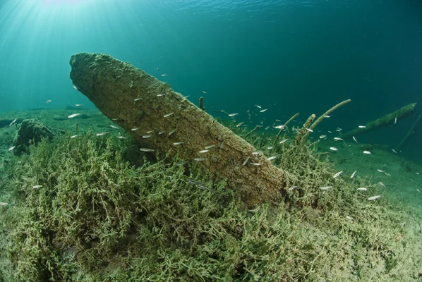 Jungfische mit Baumstumpf