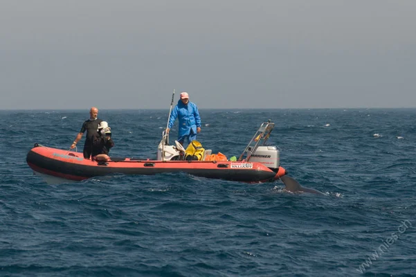 Zodiac with Pilot Whale