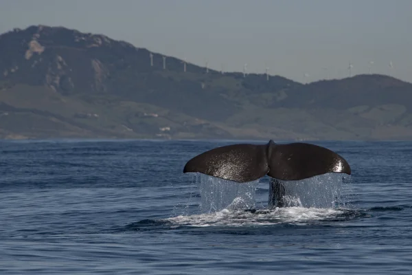 Sperm whale fluke