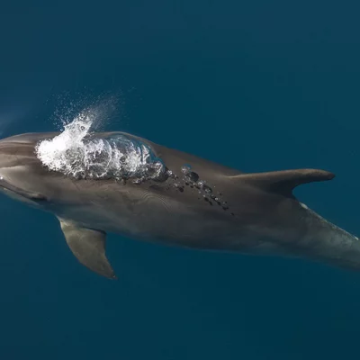 Bottlenose Dolphin in Clear Water