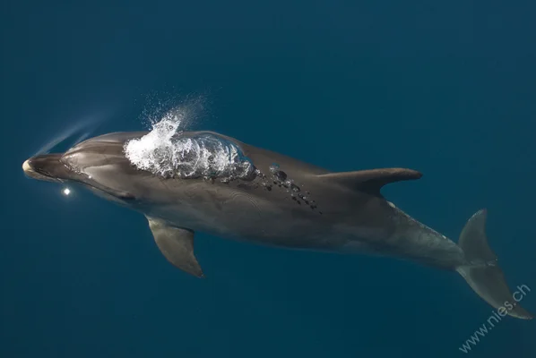 Bottlenose Dolphin in Clear Water