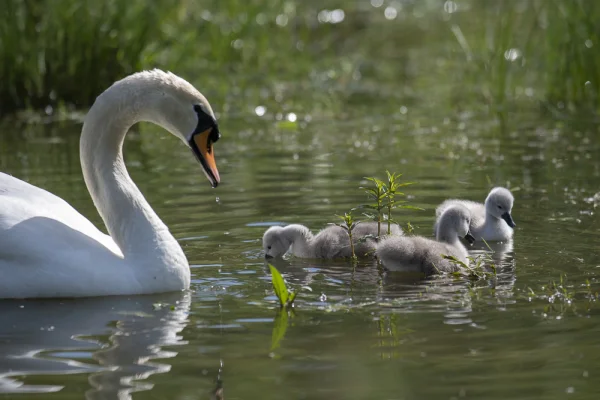 Schwan mit Küken