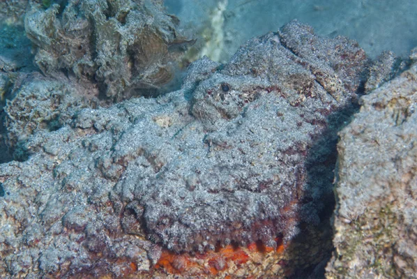 Stonefish