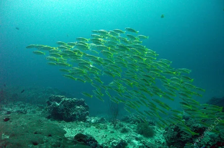 Fish swarm