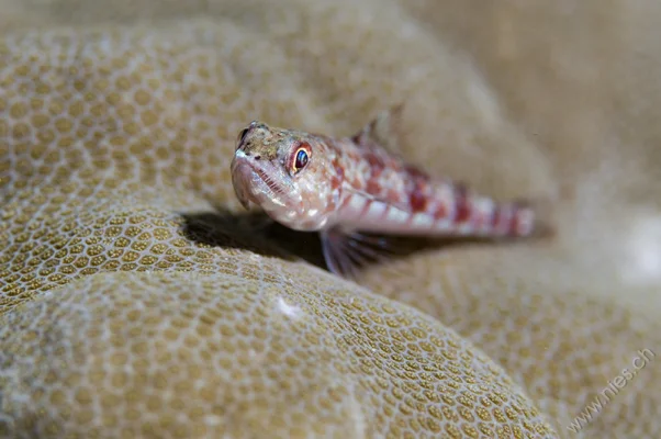 Lizard Fish