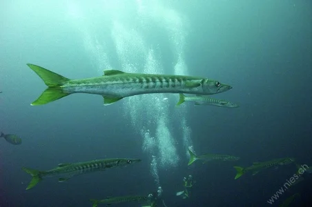 Barracudas