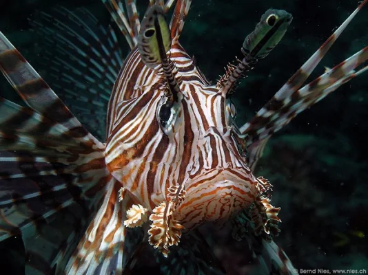 Lionfish