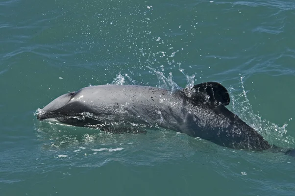 Hector's Dolphin