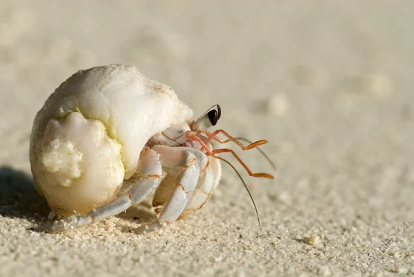 Hermit crab 1